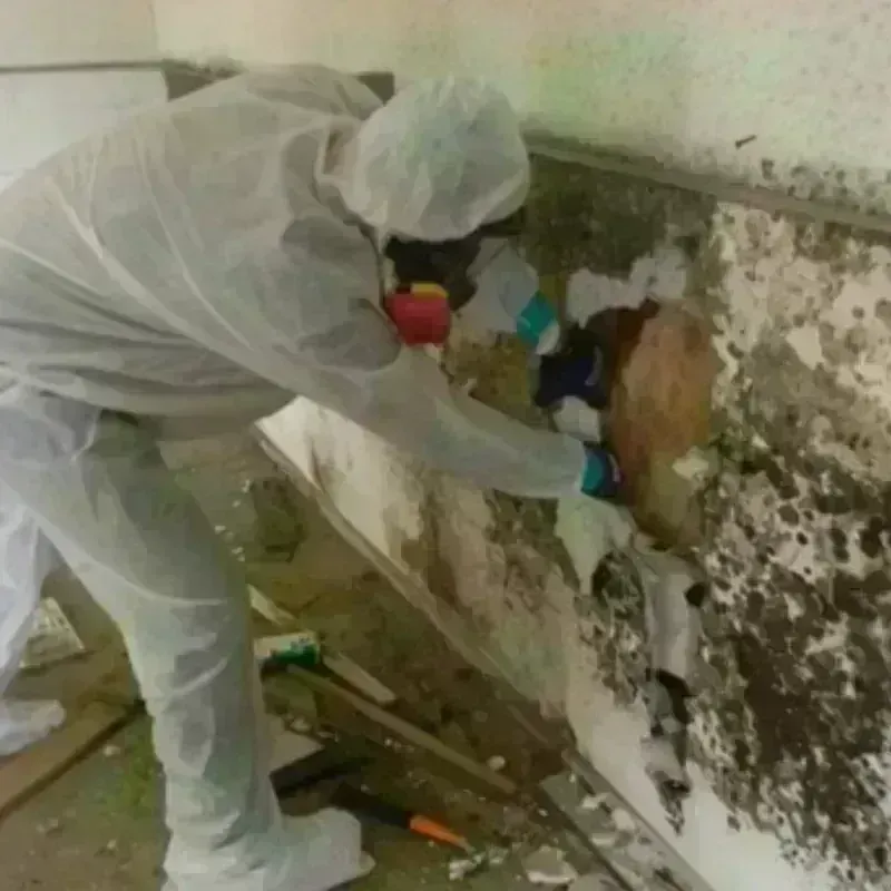 Mold Remediation and Removal in Cape Charles, VA